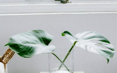 How To Create A Healthy House